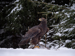 Golden eagle (Aquila chrysaetos) in the forest during snowfall rips pieces of meat from frozen racoon carcass. Golden eagle on snow.