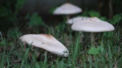 mushroom in forest