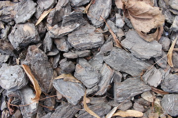  Decorative chips (bark) in landscape design, close-up