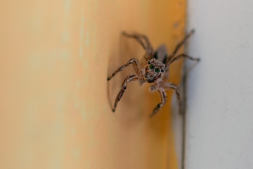 Jumping spider