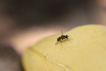 Common fruit fly on mango