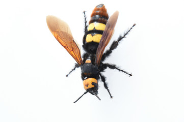 hornet