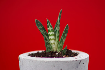 succulent plant in handmade concrete pot in room decoration for cactus lover