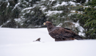 Fototapeta premium Golden eagle (Aquila chrysaetos) in the forest during snowfall rips pieces of meat from frozen racoon carcass. Golden eagle on snow.