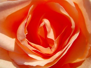 Beautiful orange rose in the sun close up