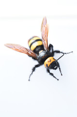 hornet