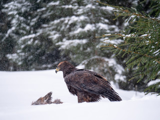 Golden eagle (Aquila chrysaetos) in the forest during snowfall rips pieces of meat from frozen racoon carcass. Golden eagle on snow.