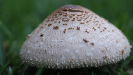 mushroom