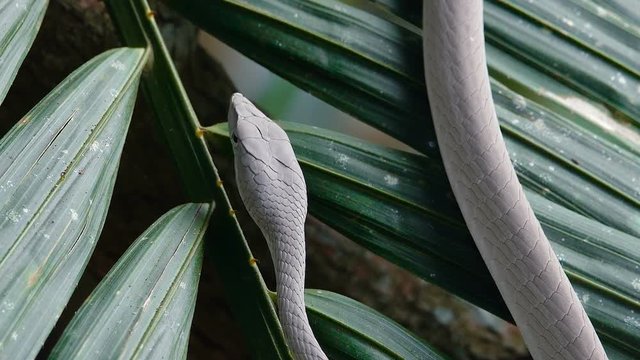Close Up video - Asian Vine Snake Ahaetulla prasina lies on a tree branchover the river. White morph at Khao Yai National Park.