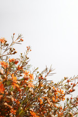 아름다운 봄 꽃들, 활짝핀 아름다운 꽃 ,꽃 오브젝트