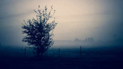 Wiese mit Baum im Morgennebel