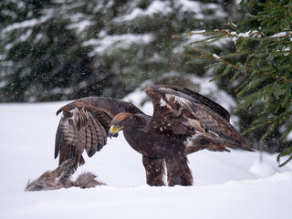 Golden eagle (Aquila chrysaetos) in the forest during snowfall rips pieces of meat from frozen racoon carcass. Golden eagle on snow.