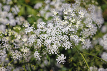 Pimpinella major herbaceous perennial plant commonly called Greater burnet saxifrage