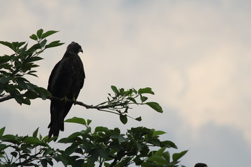 eagle  on branch