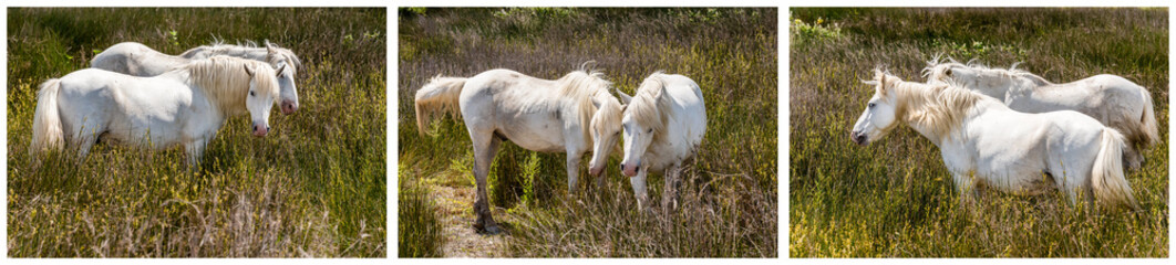 Fototapeta na wymiar Triptychon weiße Pferde in der Camargue