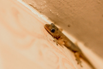 Lizard on the wall, head focus