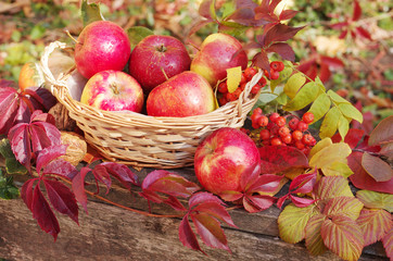 Apples in a basket surrounded by autumn leaves