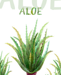 Watercolor illustration aloe vera green plant, watercolor illustration, hand drawing, botanical painting on isolated white background