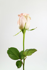 Obraz premium 아름다운 봄 꽃들, 활짝핀 아름다운 꽃 ,꽃 오브젝트