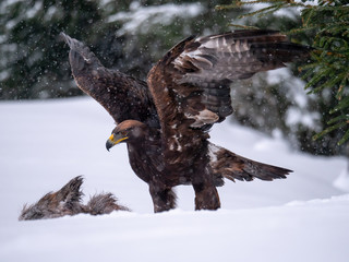 Golden eagle (Aquila chrysaetos) in the forest during snowfall rips pieces of meat from frozen racoon carcass. Golden eagle on snow.