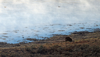 Male Grizzly bear boar eating elk kill in morning light next to Yellowstone river in Yellowstone National Park in Wyoming United States