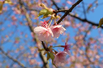 さくら　春　満開　みかも　とちぎ