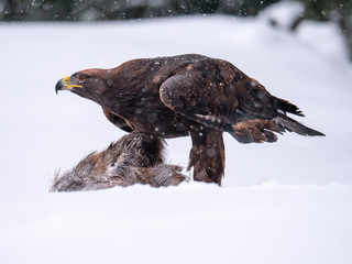 Golden eagle (Aquila chrysaetos) in the forest during snowfall rips pieces of meat from frozen racoon carcass. Golden eagle on snow.