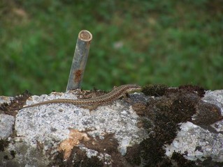Lucertola sulla pietra
