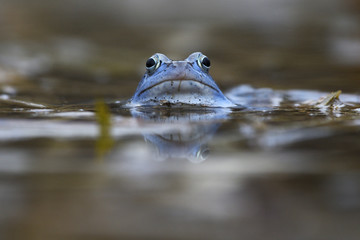 Moor frog