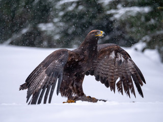 Golden eagle (Aquila chrysaetos) in the forest during snowfall rips pieces of meat from frozen racoon carcass. Golden eagle on snow.
