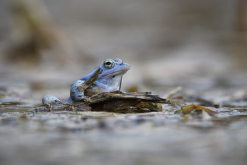 Moor frog couple mating