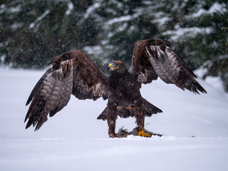 Golden eagle (Aquila chrysaetos) in the forest during snowfall rips pieces of meat from frozen racoon carcass. Golden eagle on snow.