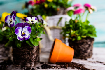 The first spring colorful flowers ready for planting.