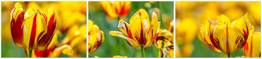 Triptychon Tulpen im Frühling