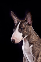 Dog breed mini bull terrier portrait on a black background