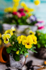 The first spring colorful flowers ready for planting.