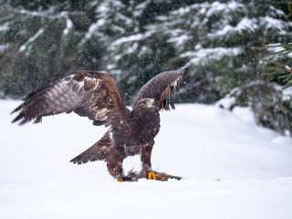 Golden eagle (Aquila chrysaetos) in the forest during snowfall rips pieces of meat from frozen racoon carcass. Golden eagle on snow.