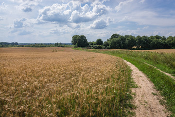 Country road among fields near Ilawa town in Poland