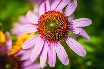 Obraz premium Details of eastern purple coneflower in a garden