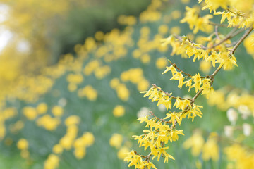 Spring blossom and daffodils