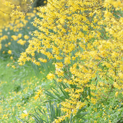 Spring blossom and daffodils