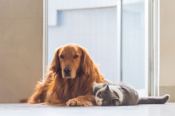Golden Retriever dogs and British short-haired cats get along amicably