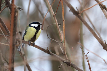 Titmouse sitting on a branch in the park. Concept for cold weather, tit as a symbol of coming spring