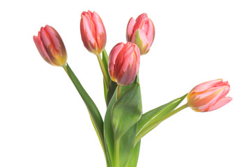 Bouquet of pink tulips isolated on white background.