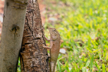 Gray chameleon on the tree