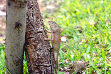 Gray chameleon on the tree