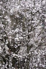 Weisse Kirschblüten auf  Baumzweigen
