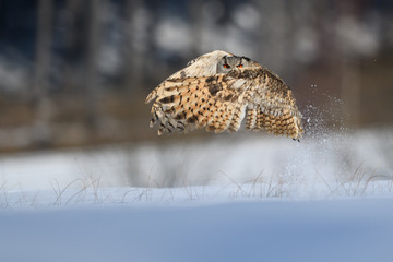 Eurasian eagle-owl starting to fly