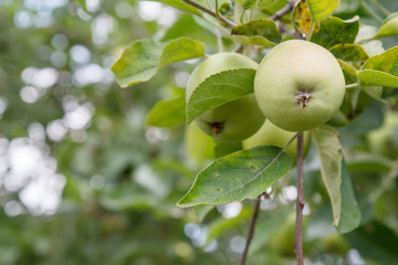 Green apple on the tree in summer day.