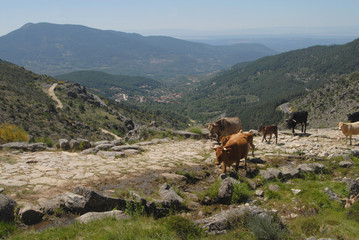 Fototapeta premium Trashumancia en la sierra de Gredos. Avila.España